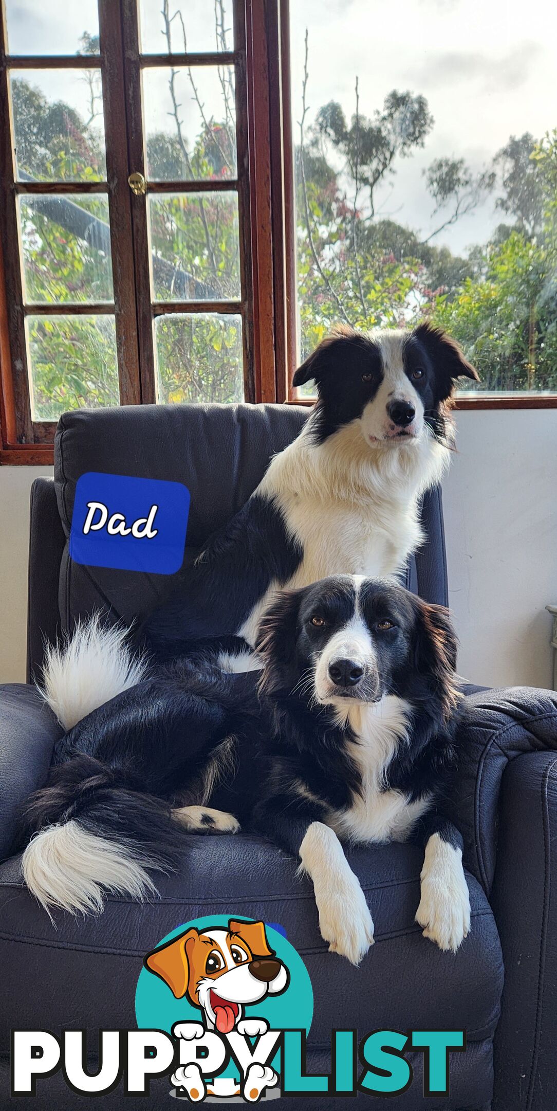 Adorable Purebred Border Collie Puppies