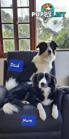 Adorable Purebred Border Collie Puppies