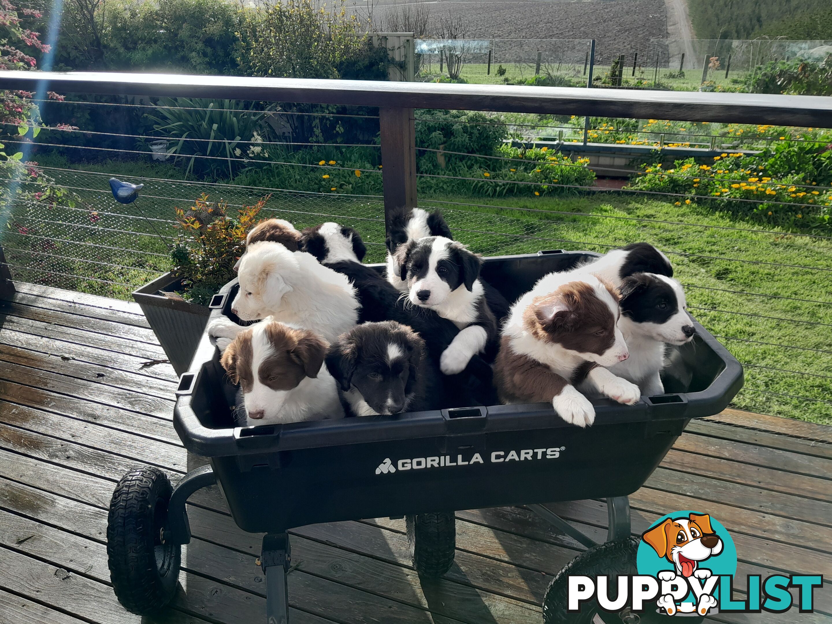 Adorable Purebred Border Collie Puppies