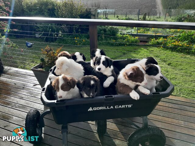 Adorable Purebred Border Collie Puppies