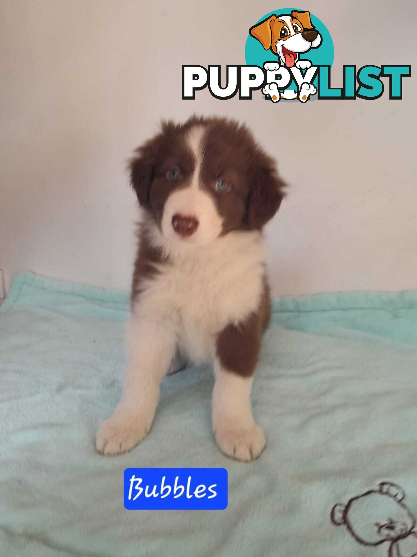 Adorable Purebred Border Collie Puppies
