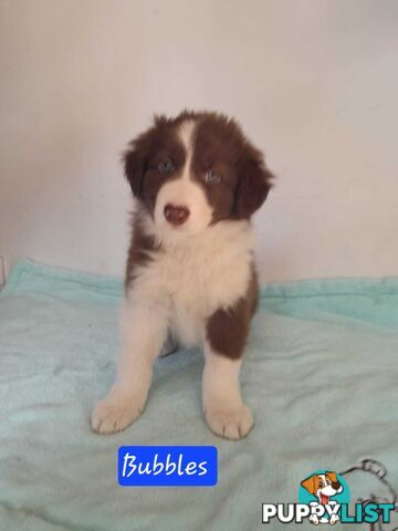 Adorable Purebred Border Collie Puppies