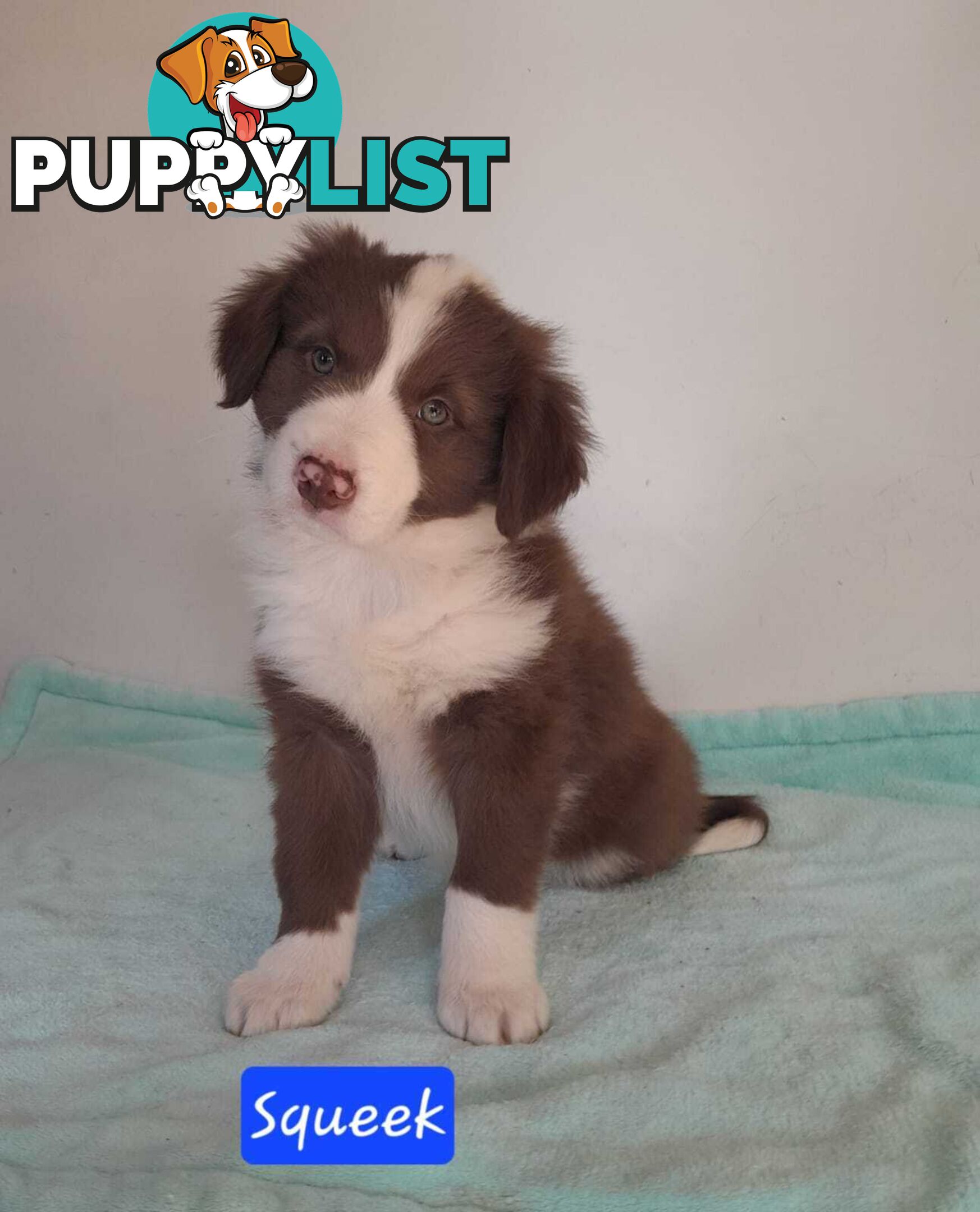 Adorable Purebred Border Collie Puppies