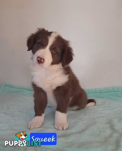 Adorable Purebred Border Collie Puppies