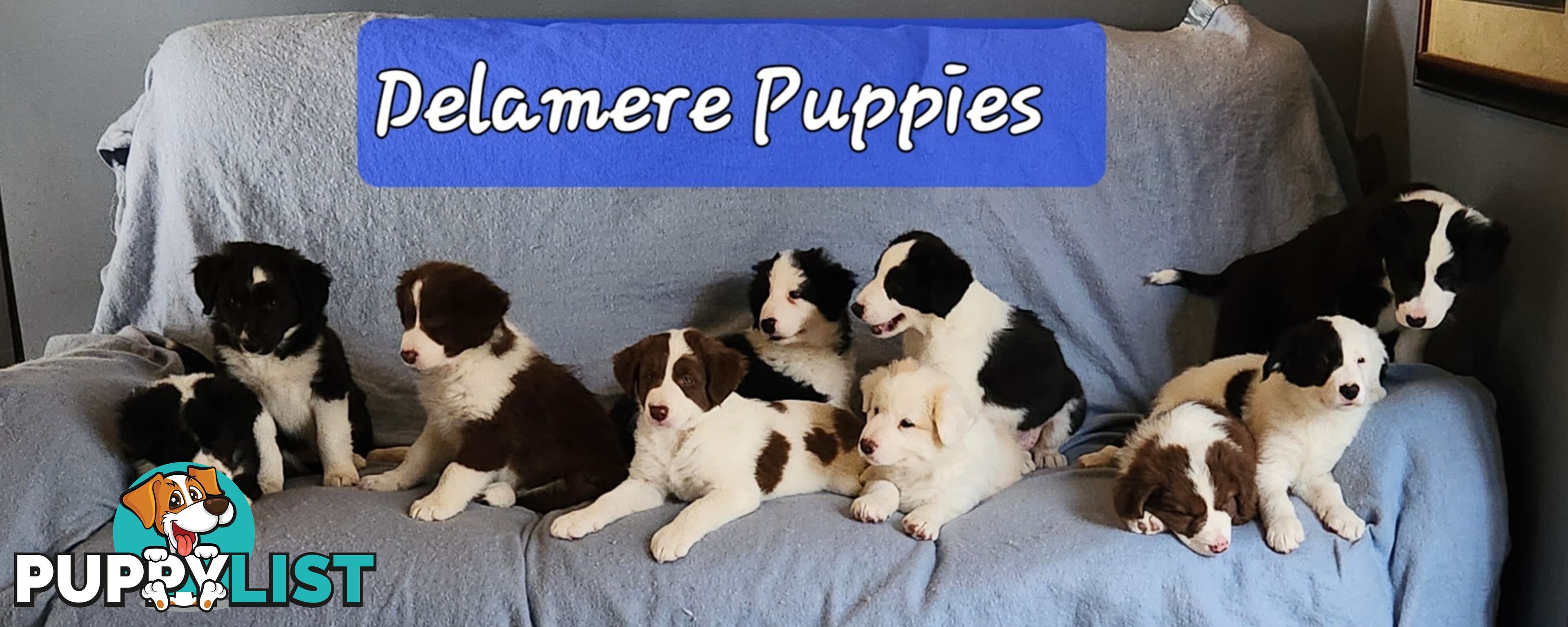 Adorable Purebred Border Collie Puppies