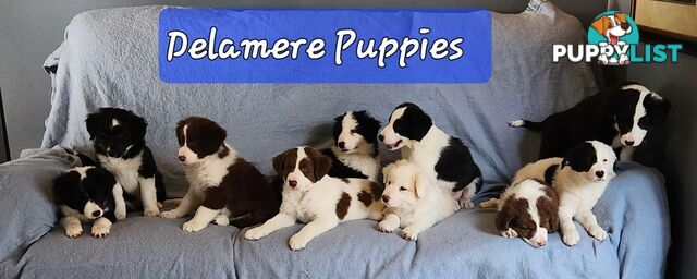 Adorable Purebred Border Collie Puppies