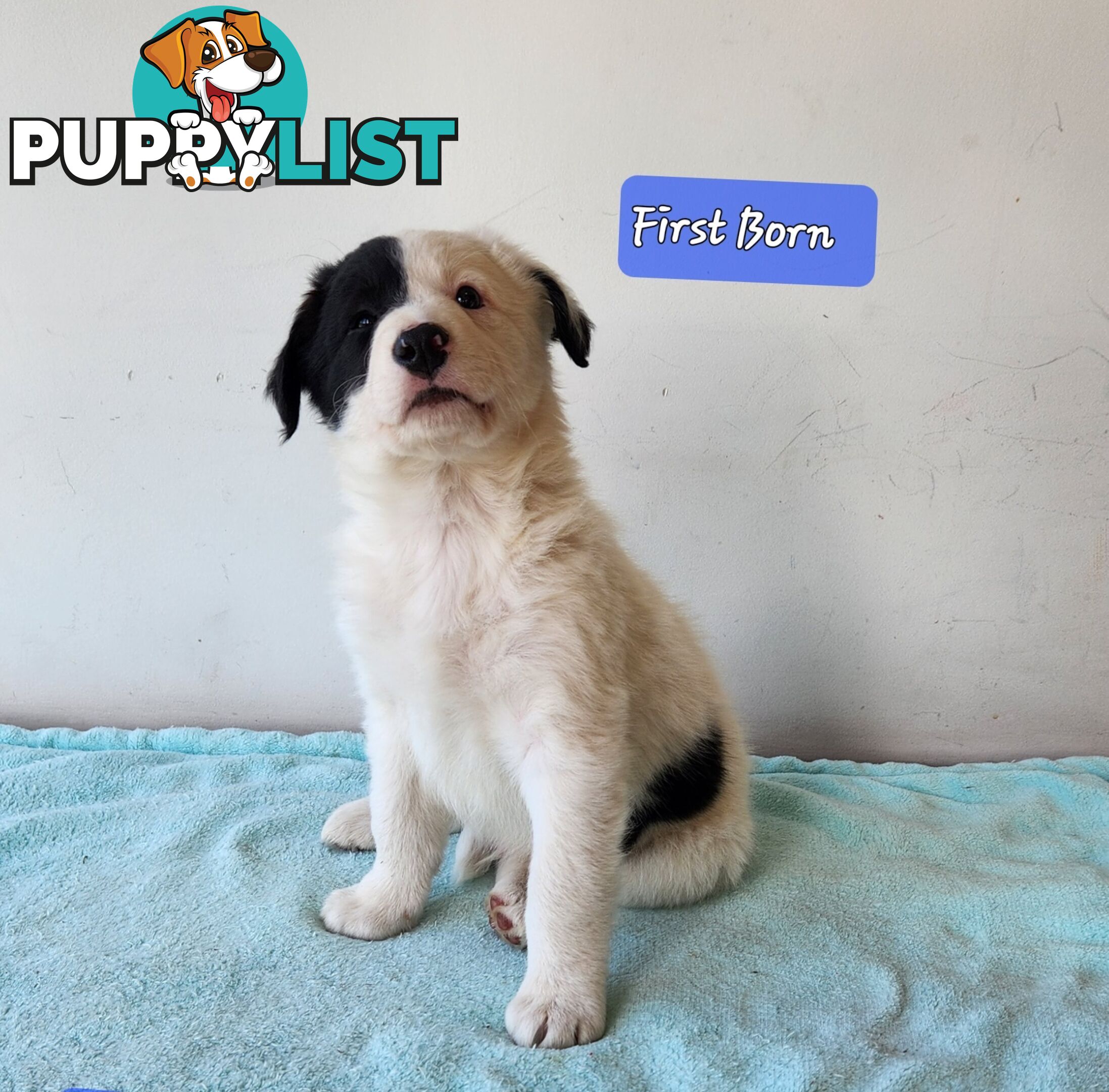Adorable Purebred Border Collie Puppies