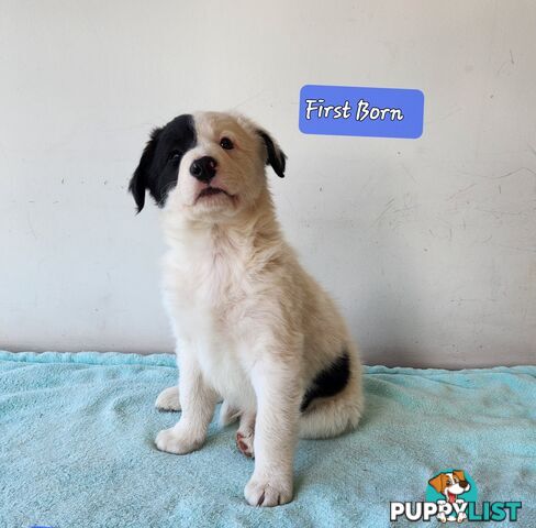Adorable Purebred Border Collie Puppies