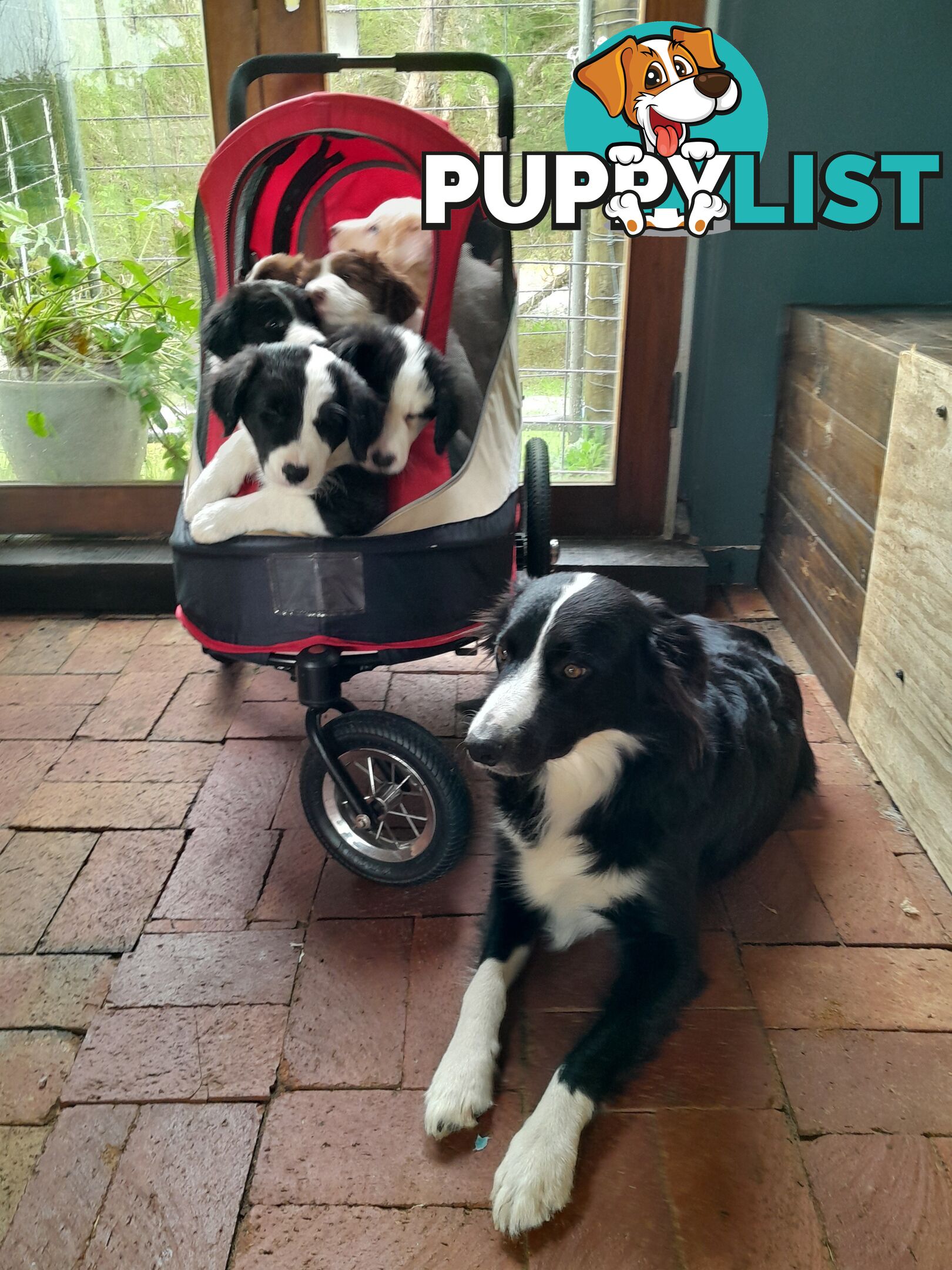 Adorable Purebred Border Collie Puppies