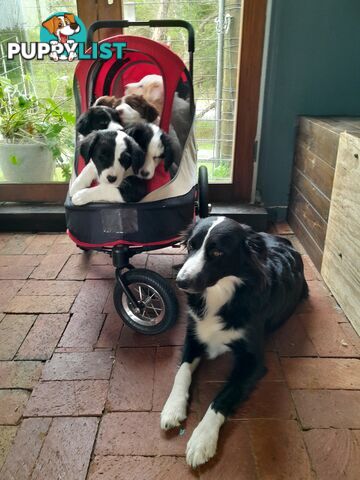Adorable Purebred Border Collie Puppies