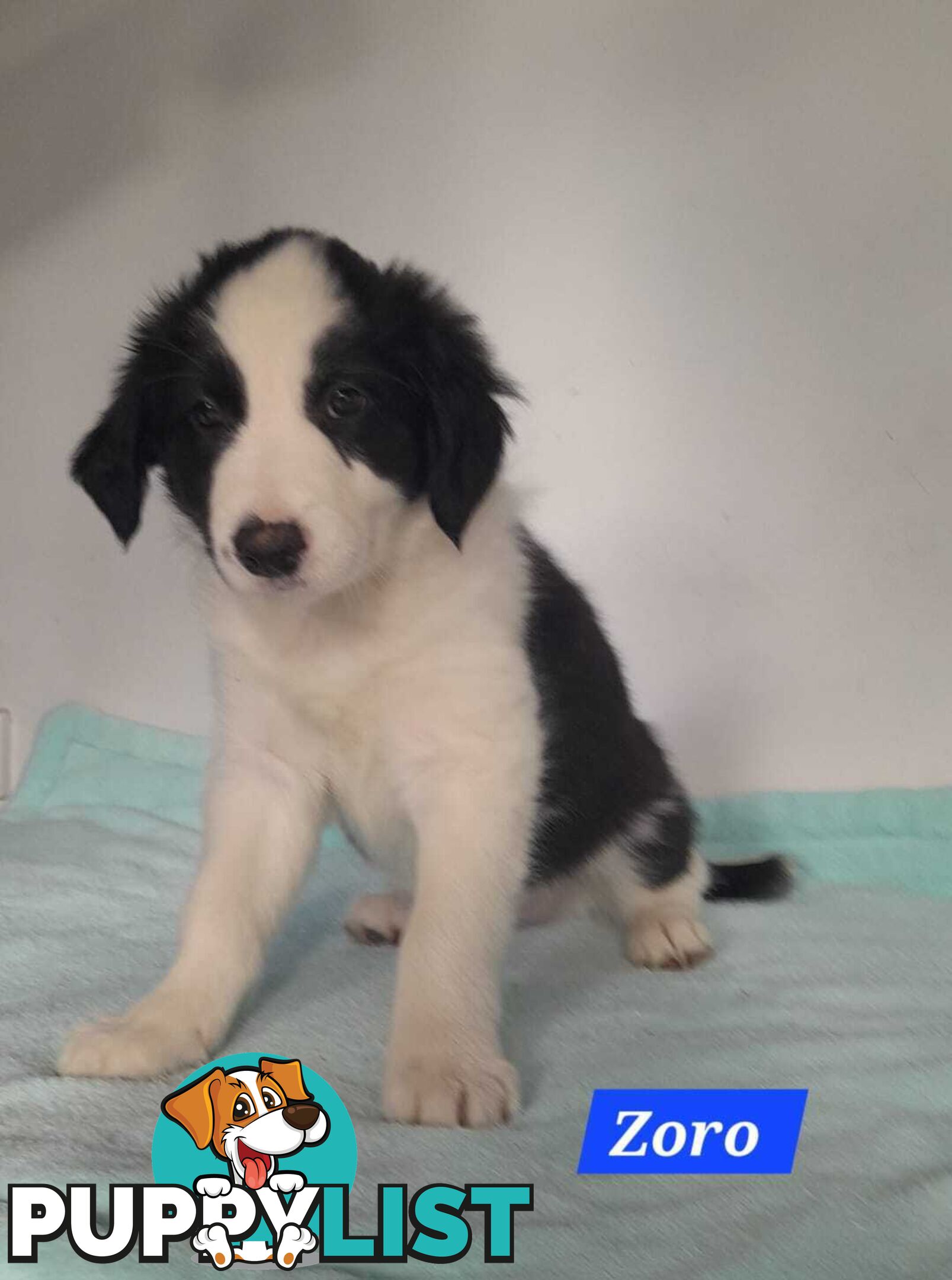Adorable Purebred Border Collie Puppies