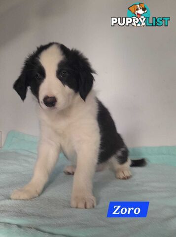 Adorable Purebred Border Collie Puppies