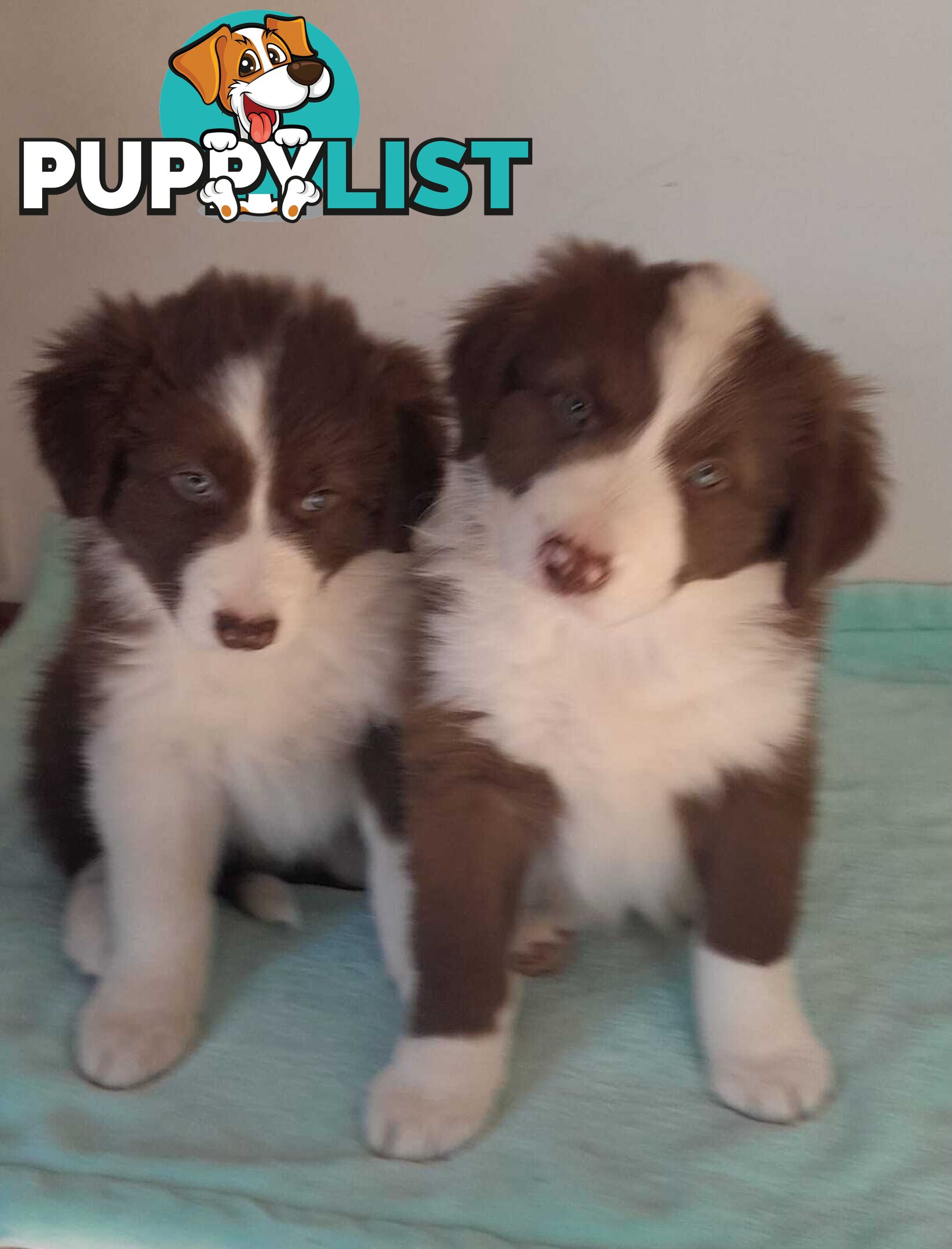 Adorable Purebred Border Collie Puppies