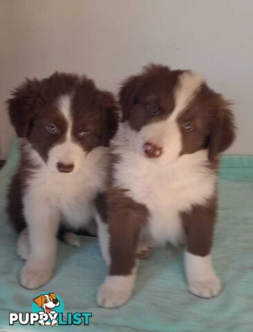Adorable Purebred Border Collie Puppies