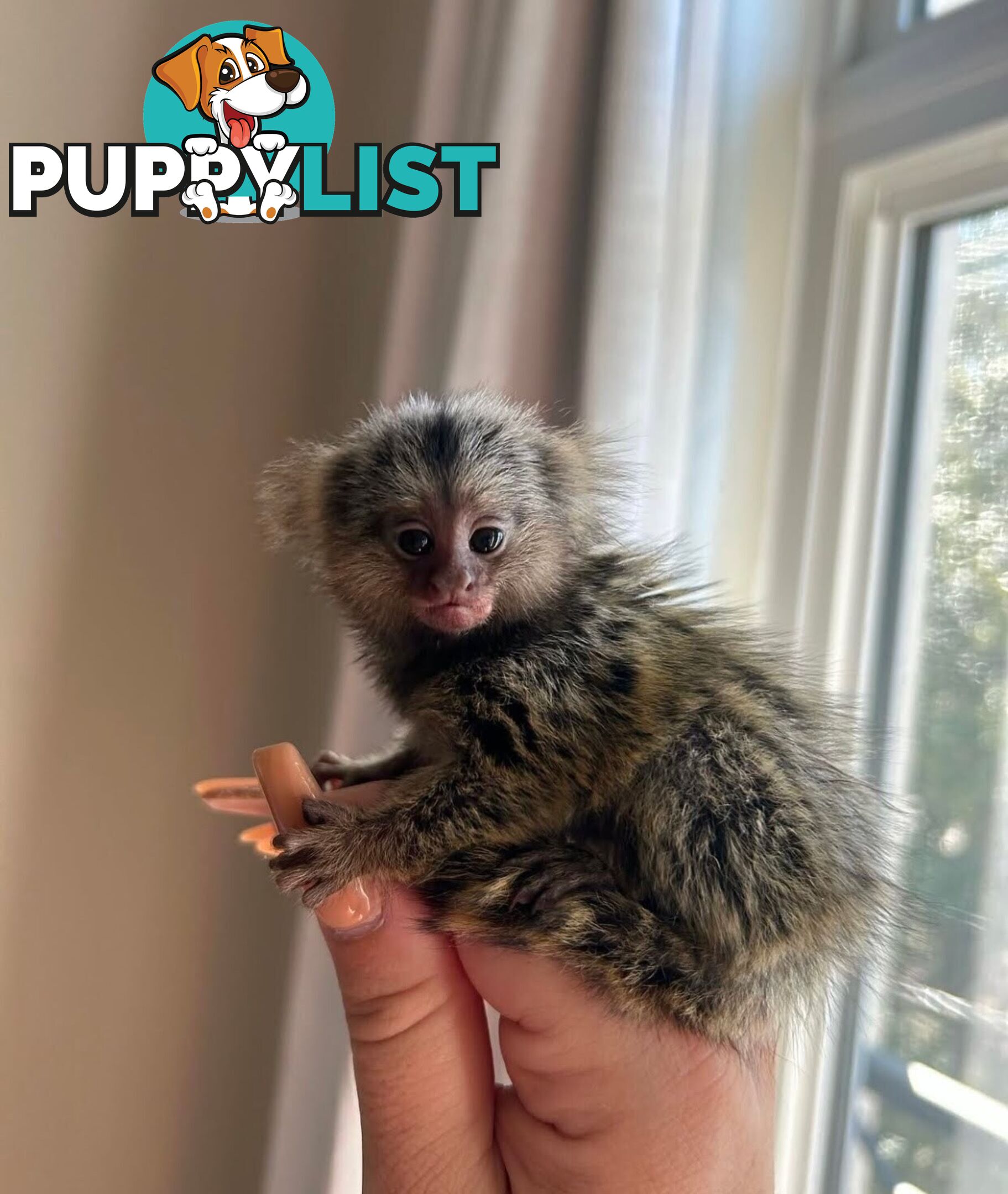 Very playful Marmoset monkeys