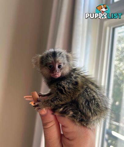 Very playful Marmoset monkeys