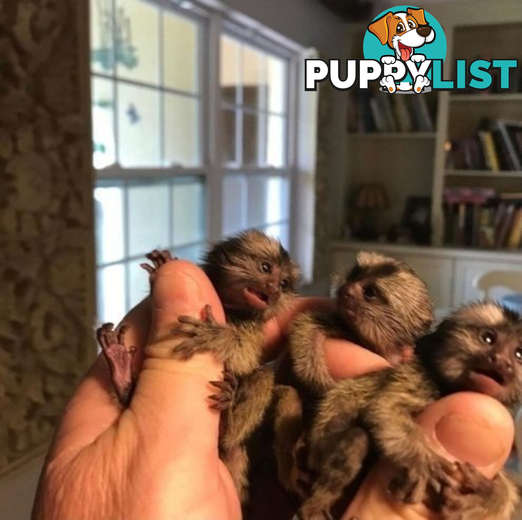 Very playful Marmoset monkeys