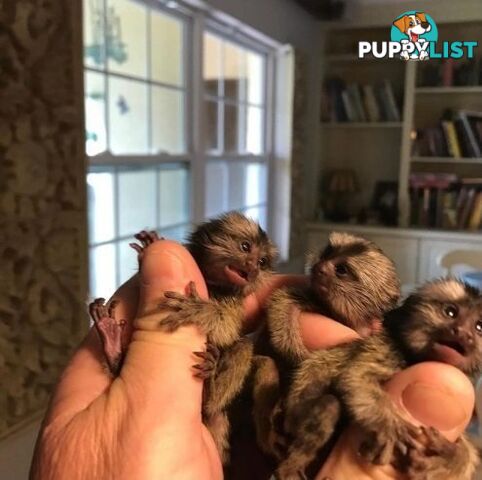 Very playful Marmoset monkeys