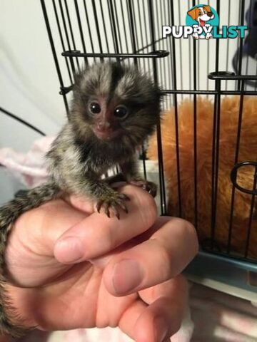 Very playful Marmoset monkeys