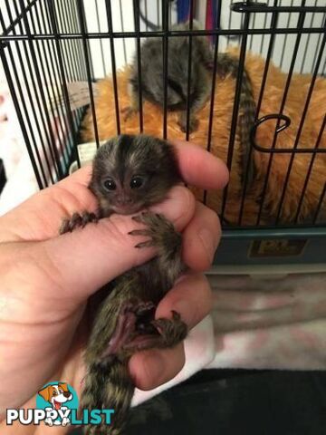 Very playful Marmoset monkeys