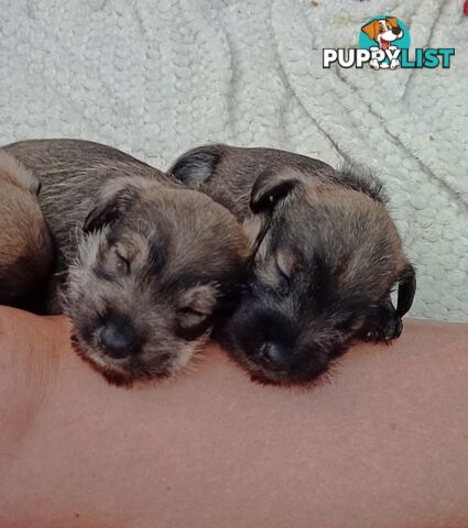 Miniature schnauzers