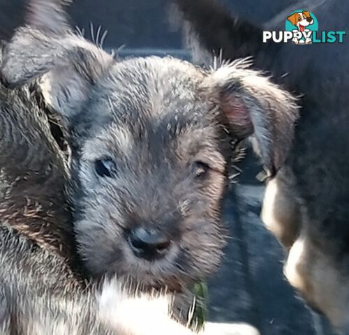 Miniature schnauzers