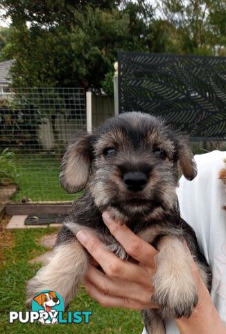 Miniature schnauzers