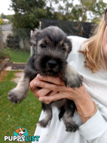 Miniature schnauzers