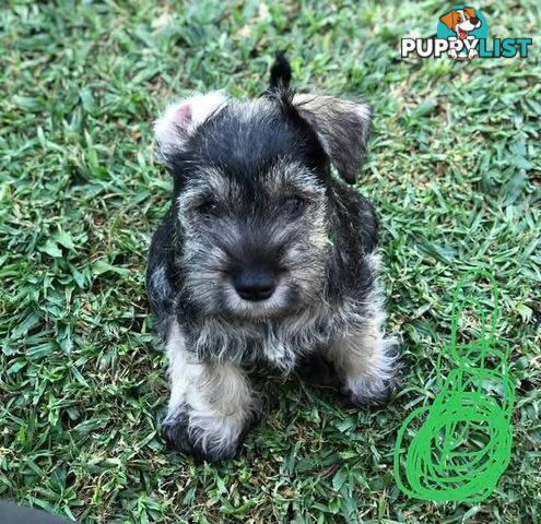 Miniature schnauzers