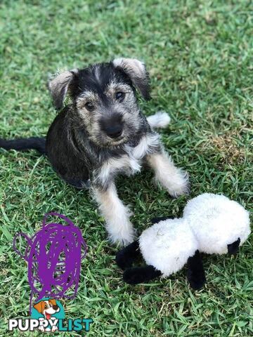 Miniature schnauzers