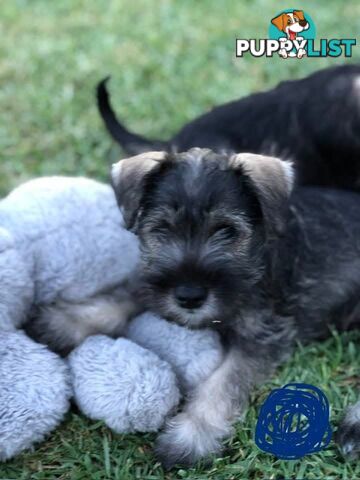 Miniature schnauzers