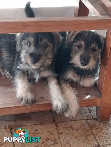 Miniature schnauzers