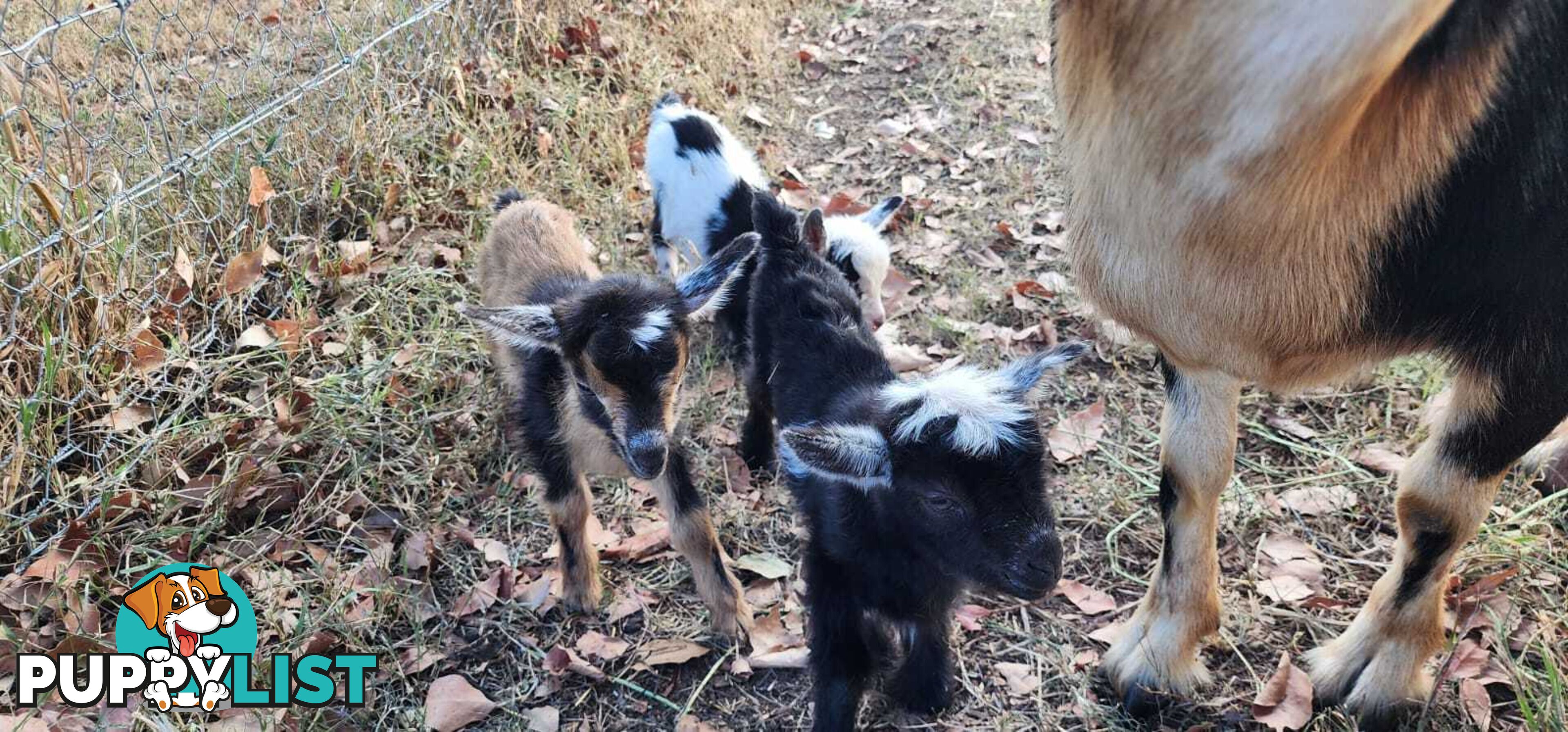 Nigerian Dwarf Miniature Dairy Goats