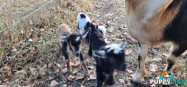 Nigerian Dwarf Miniature Dairy Goats