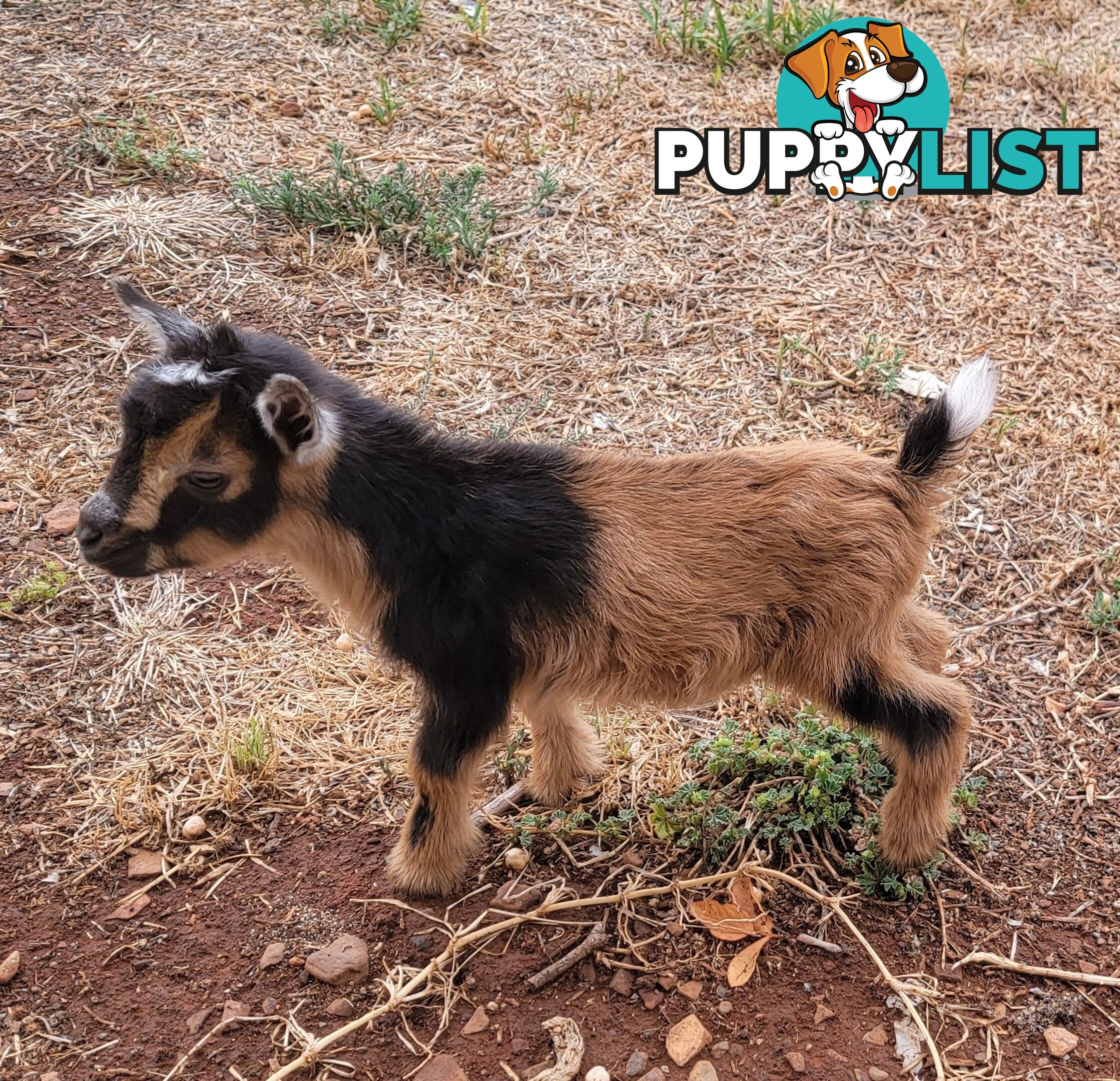 Nigerian Dwarf Miniature Dairy Goats