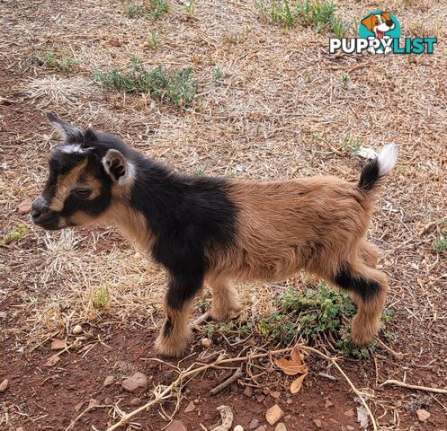 Nigerian Dwarf Miniature Dairy Goats