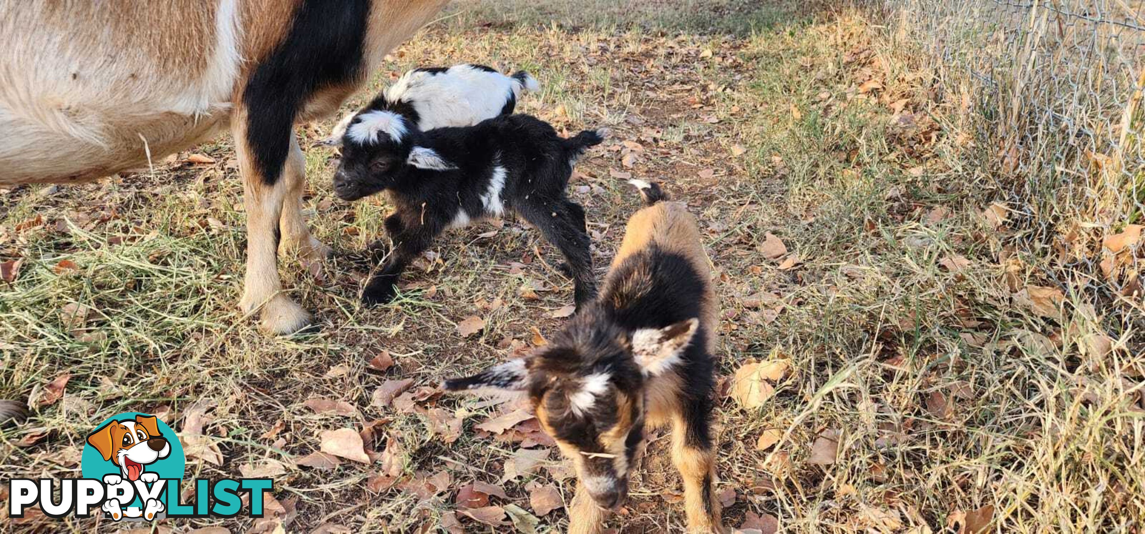 Nigerian Dwarf Miniature Dairy Goats