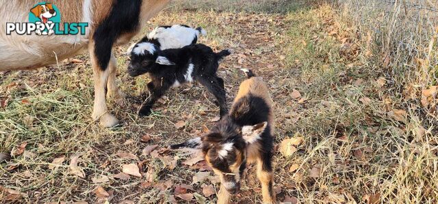 Nigerian Dwarf Miniature Dairy Goats