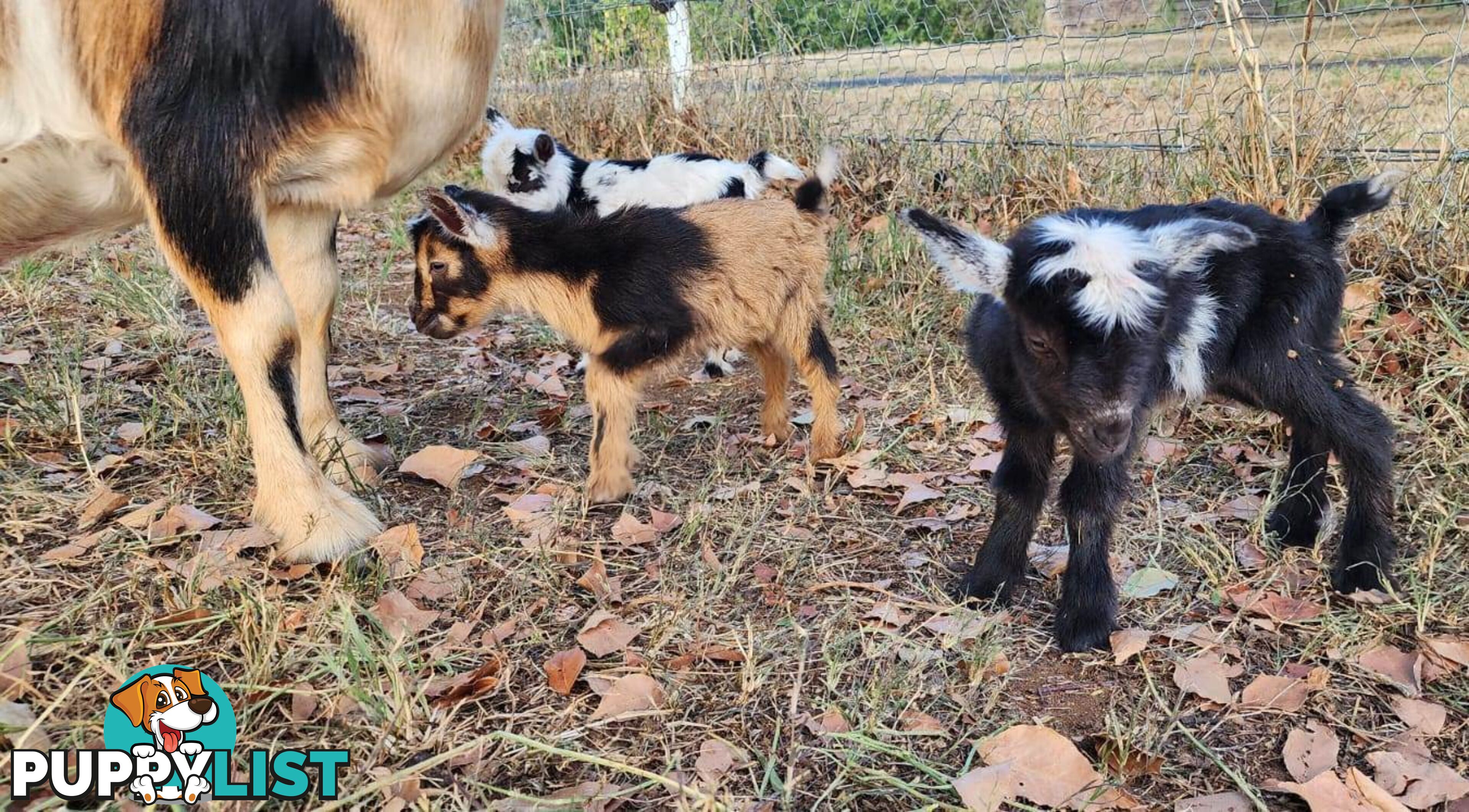 Nigerian Dwarf Miniature Dairy Goats