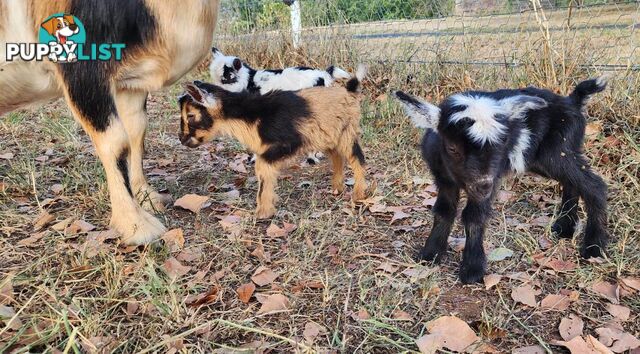 Nigerian Dwarf Miniature Dairy Goats