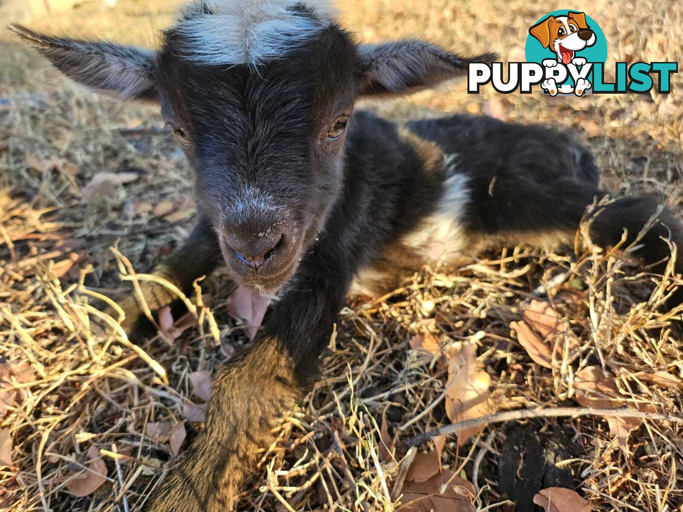 Nigerian Dwarf Miniature Dairy Goats