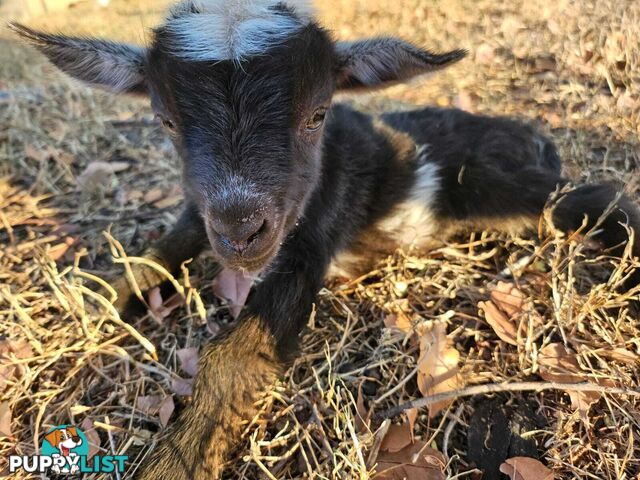 Nigerian Dwarf Miniature Dairy Goats