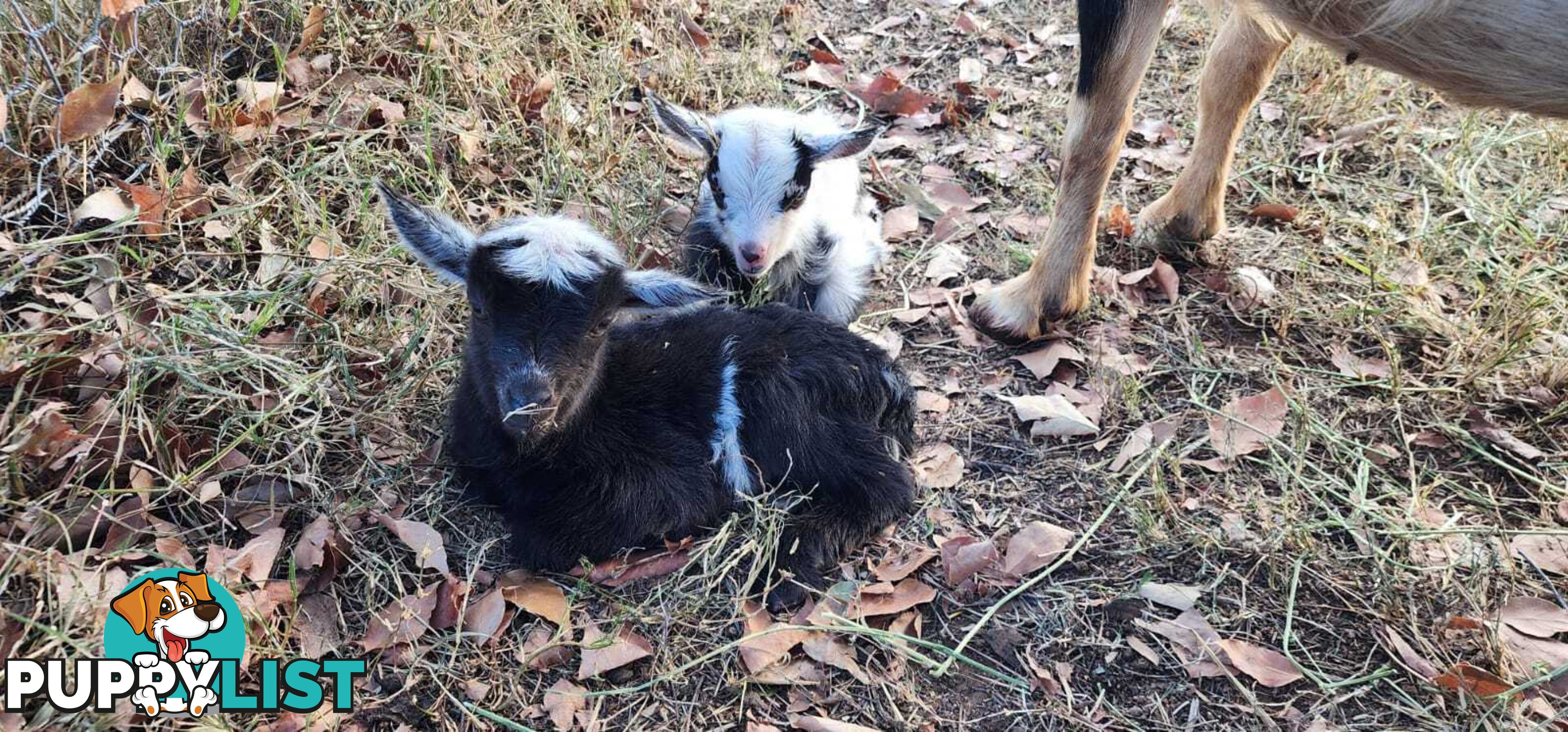 Nigerian Dwarf Miniature Dairy Goats