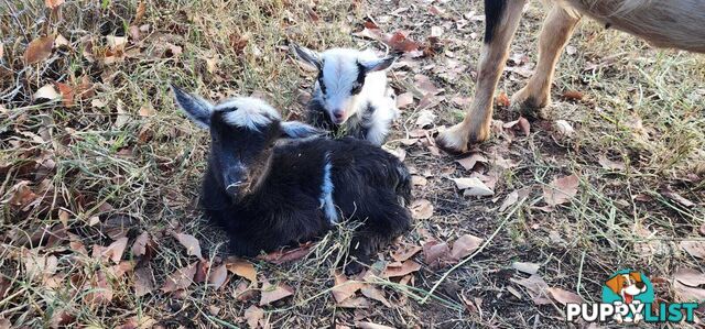 Nigerian Dwarf Miniature Dairy Goats