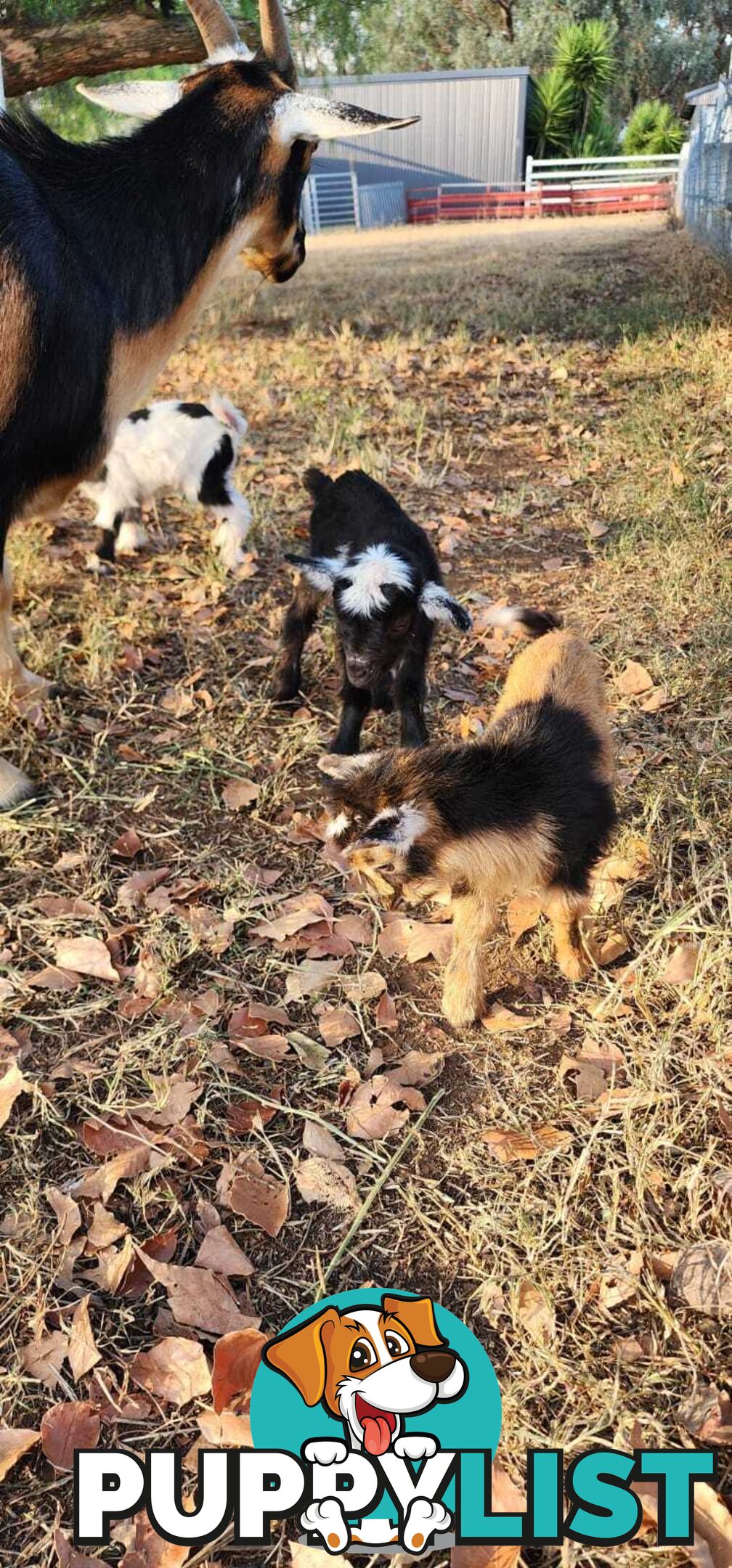 Nigerian Dwarf Miniature Dairy Goats