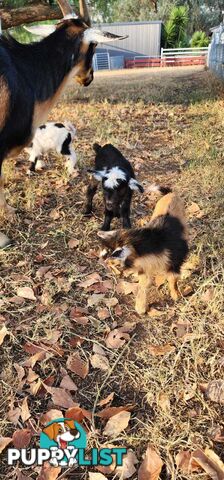 Nigerian Dwarf Miniature Dairy Goats