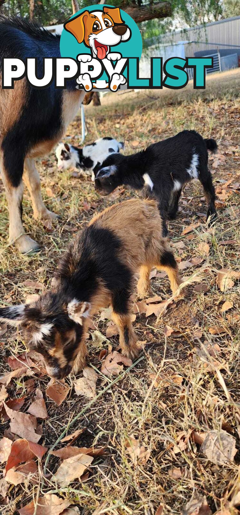 Nigerian Dwarf Miniature Dairy Goats