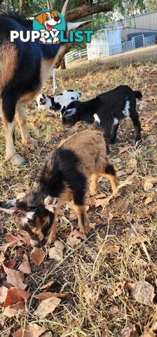 Nigerian Dwarf Miniature Dairy Goats