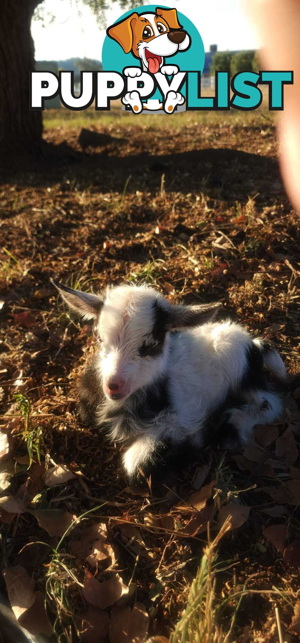 Nigerian Dwarf Miniature Dairy Goats