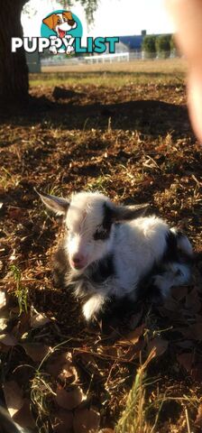 Nigerian Dwarf Miniature Dairy Goats